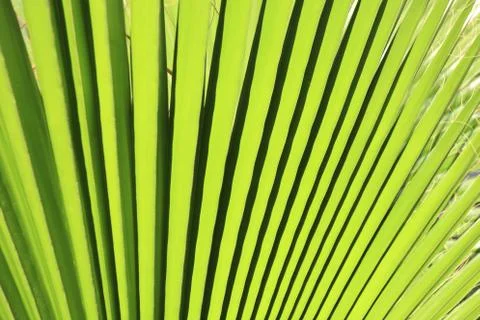 Palm leaf Stock Photos