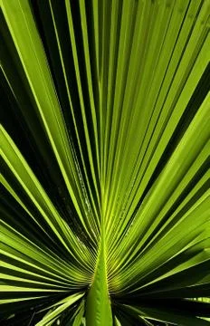 Palm leaf Stock Photos