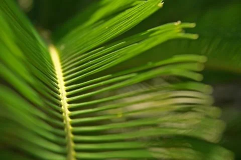 Palm leaf Stock Photos