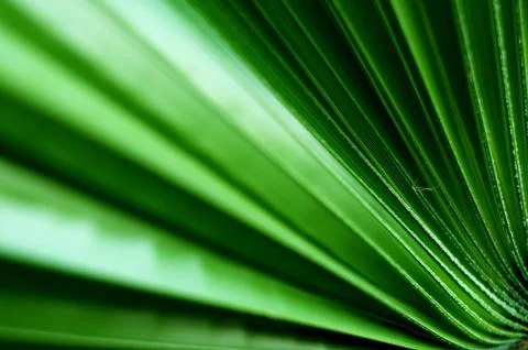 Palm leaf Stock Photos