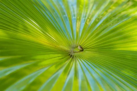 Palm Leaf Stock Photos