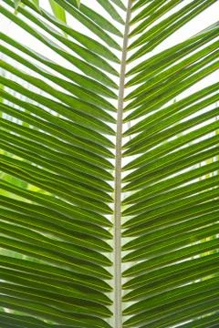 Palm leaf Foto stock