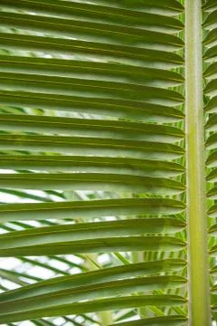 Palm leaf Stock-Fotos