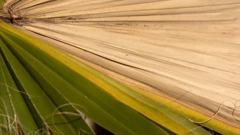 Palm leaf Stock Photos