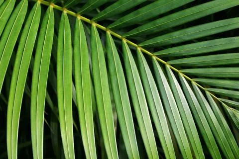 Palm Leaf Stock Photos