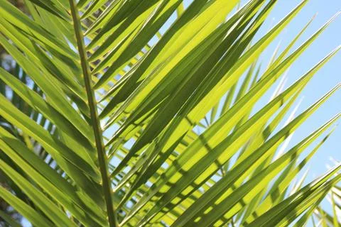 Palm leaf Stock Photos