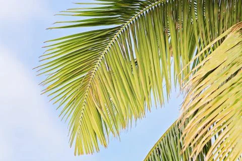 Palm leaf 스톡 사진