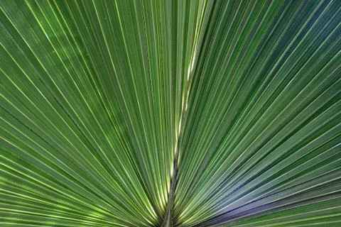 Palm leaf Stock Photos