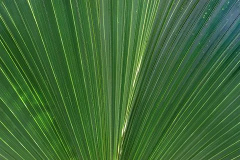 Palm leaf Stock Photos