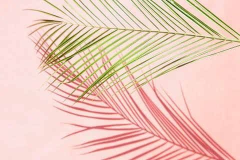 Palm leaf Stock Photos
