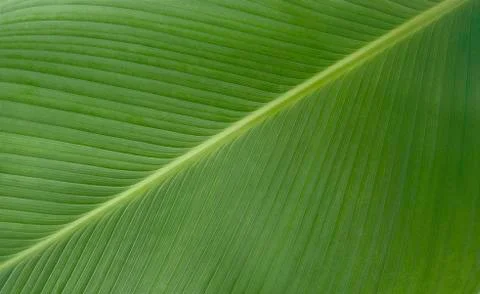 Palm leaf Stock Photos