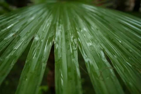 Palm leaf Stock Photos