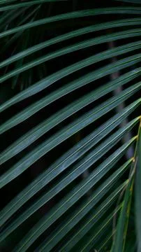 Palm Leaf 库存照片