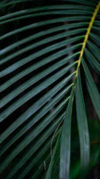 Palm Leaf 库存照片