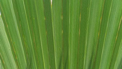 Palm leaf Stock Photos