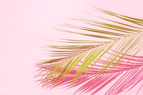 Palm leaf Фото