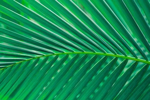 Palm leaf Stock Photos
