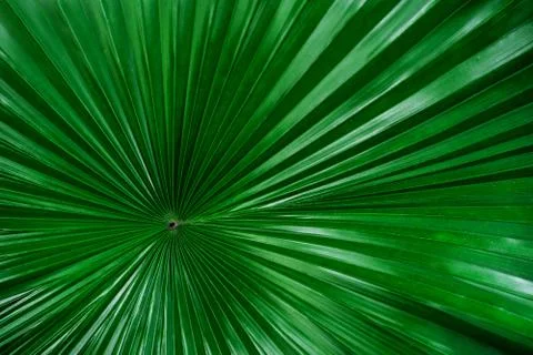 Palm leaf Stock Photos