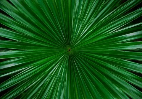 Palm leaf Stock Photos
