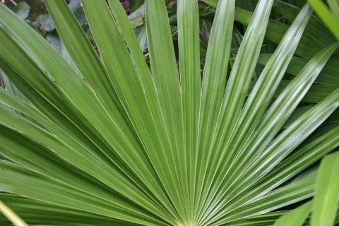Palm Leaf Stock Photos