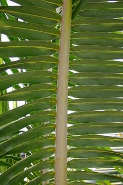 Palm Leaf Stock Photos