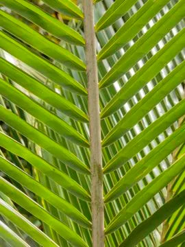 Palm leaf Stock Photos