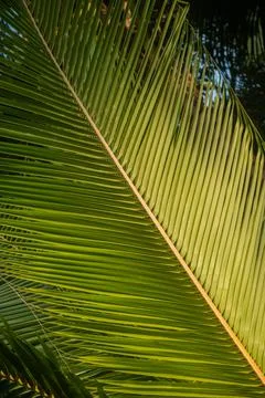 Palm Leaf Stock Photos