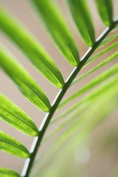A Palm Leaf Stock Photos