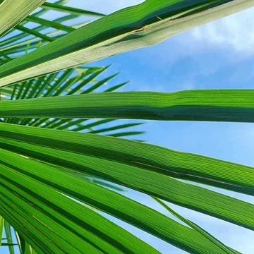 Palm leaf Stock Photos