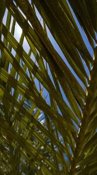 PALM LEAF Stock Photos