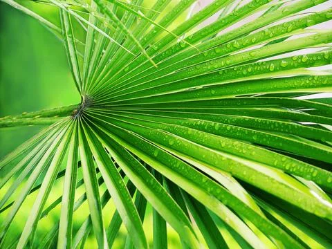 Palm leaf 스톡 사진