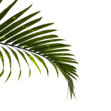 Palm leaf Stock Photos