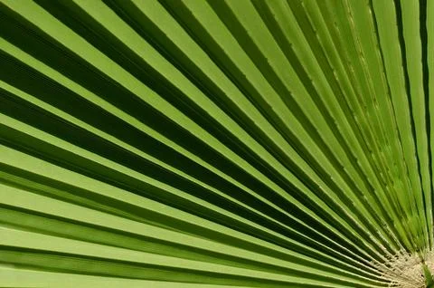 Palm leaf Stock Photos