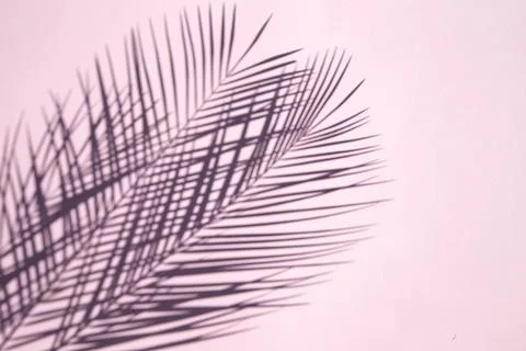 Palm Leaf 스톡 사진