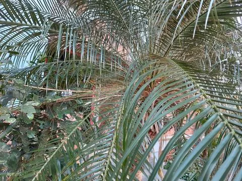 Palm Leaf Stock Photos