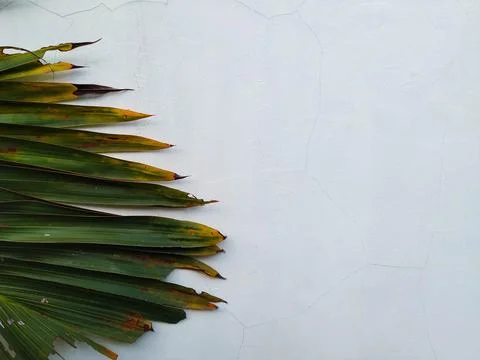 Palm Leaf Stock Photos