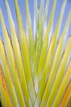 Palm leaf Stock Photos