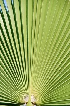 Palm leaf Stock Photos
