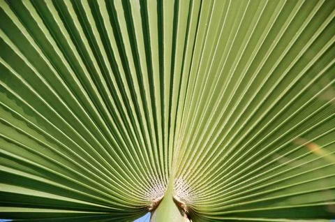 Palm leaf Stock Photos