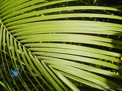 Palm leaf Stock Photos