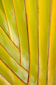 Palm leaf Stock Photos