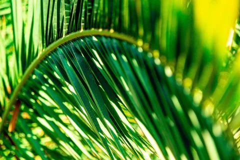 Palm Leaf Stock Photos