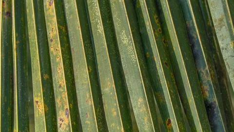Palm leaf pleated close-up texture, floral background Stock Photos