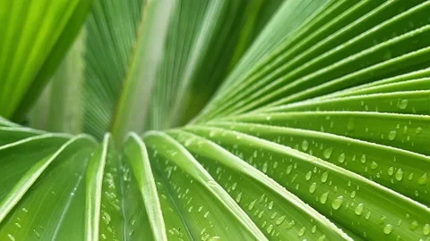 Palm leaf with rain drops closeup. Abstract. Selective focus. Stock Footage 164185928