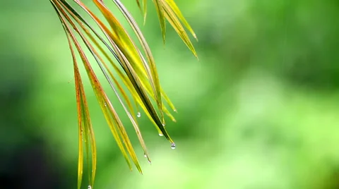 Palm Leaf In The Rain Stock Footage 30252166