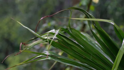 Palm leaf in the rain. Stock Footage 131077390