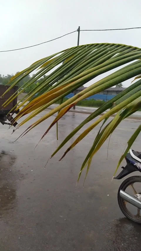 Palm Leaf in Rain with Motorcycle - Wet Weather Vertical B-Roll Stock Footage 336654074