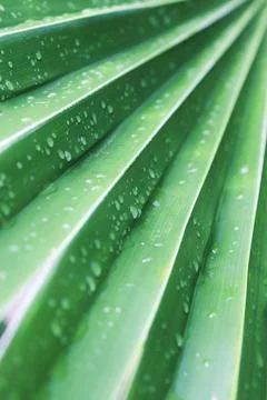 Palm leaf with raindrops. Wet leaf after rain. Stock Photos