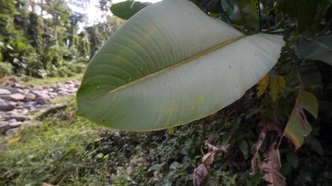 Palm Leaf in Rainforest Stock Footage 118547093