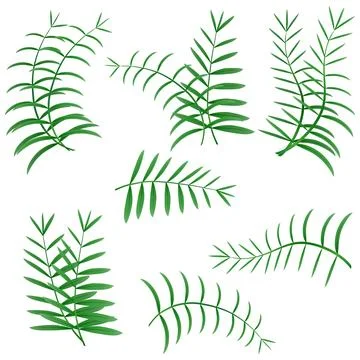 Palm leaf. Realistic palm leafs are green. Stock Illustration